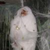 spider victim a