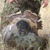 nice 2nd gobbler