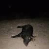 texas hog